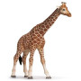 Jirafa hembra (Giraffa camelopardalis)