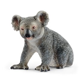 Koala macho