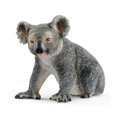 Koala macho