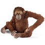 Orangutan Hembra