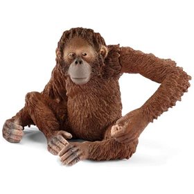 Orangutan Hembra