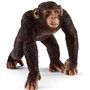 Chimpance Macho 2018