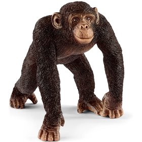 Chimpance Macho 2018