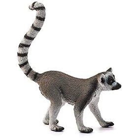 Lemur De Cola Anillada